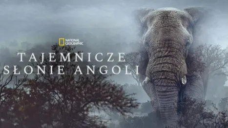 thumbnail - Tajemnicze Słonie Angoli