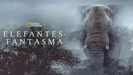 thumbnail - Elefantes-fantasma
