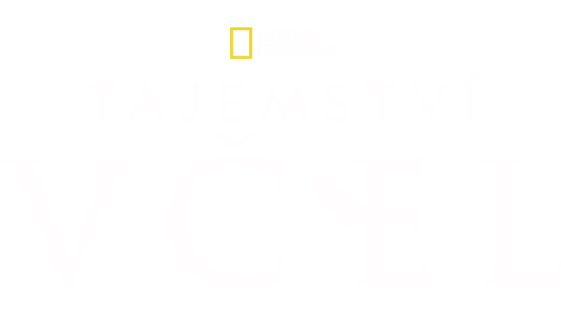 Tajemství včel