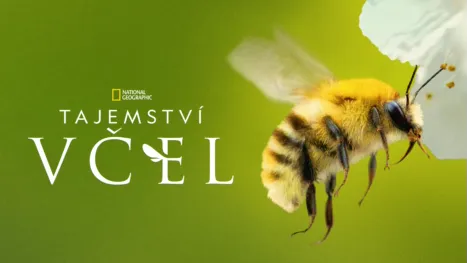 thumbnail - Tajemství včel
