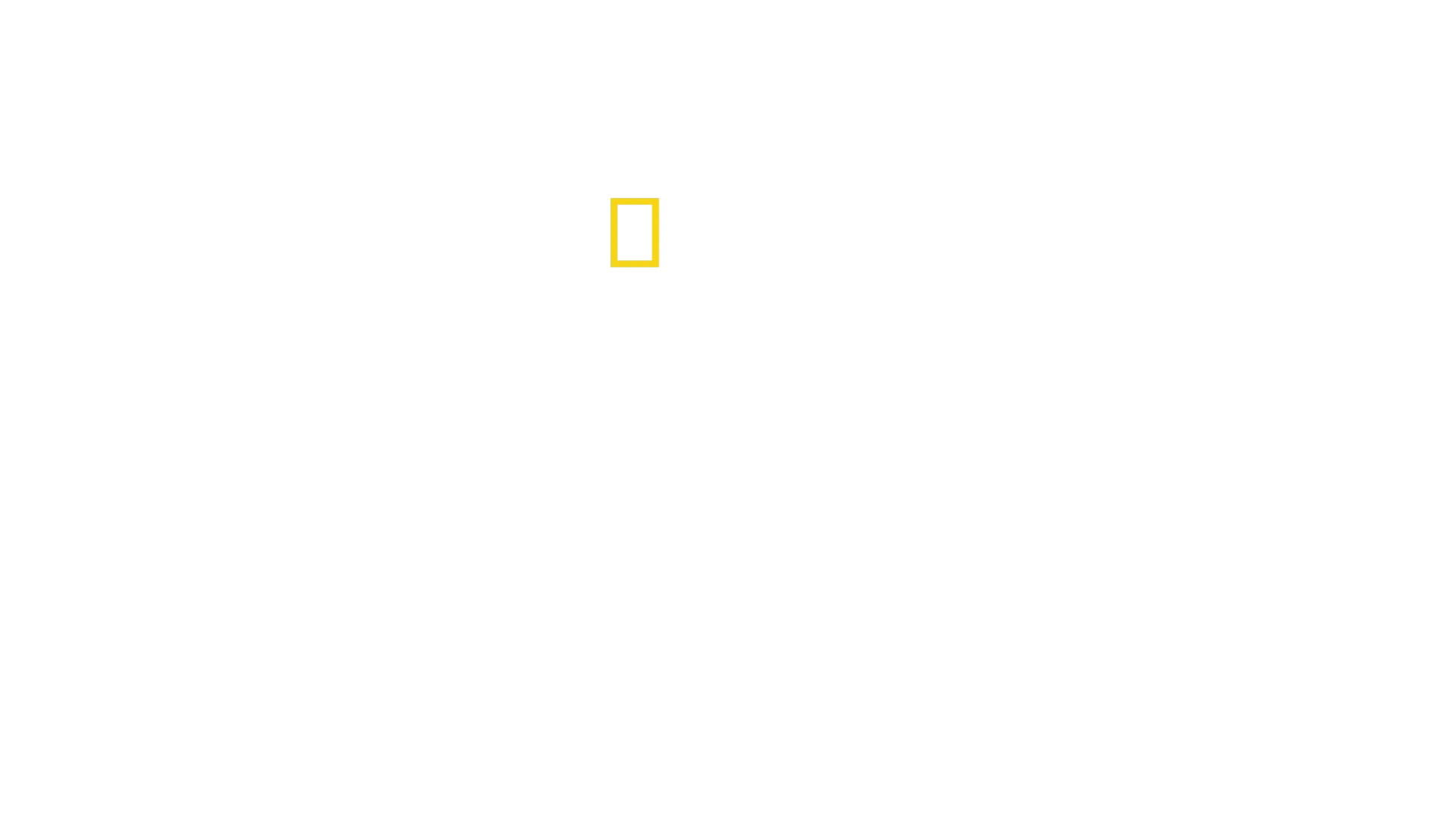 Die geheimnisvolle Welt der Bienen