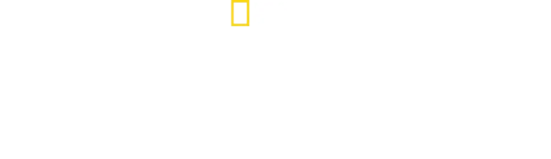 Die geheimnisvolle Welt der Bienen