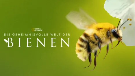 thumbnail - Die geheimnisvolle Welt der Bienen