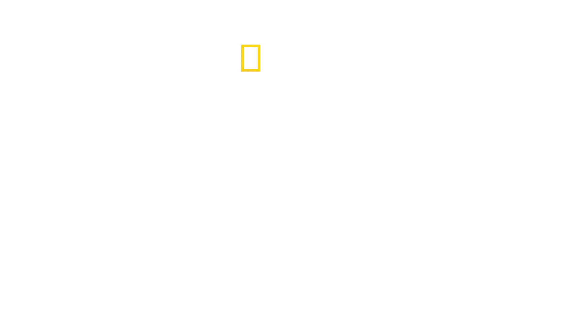 Secretos de las abejas