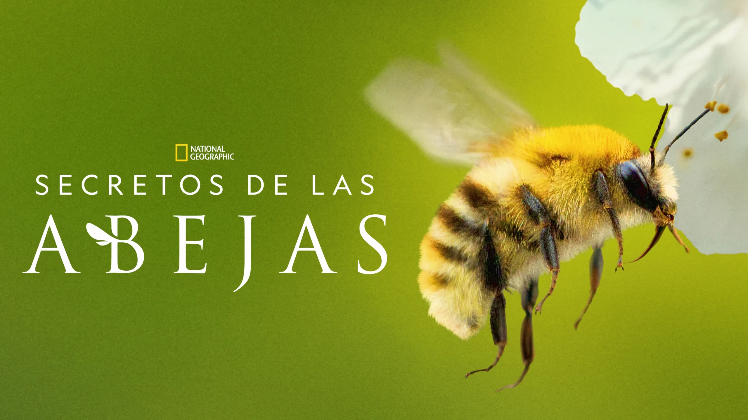 Secretos de las abejas