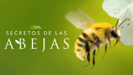 Secretos de las abejas