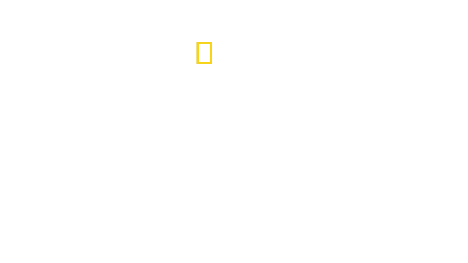 Los secretos de las abejas