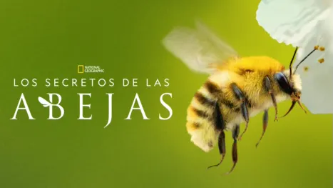 thumbnail - Los secretos de las abejas