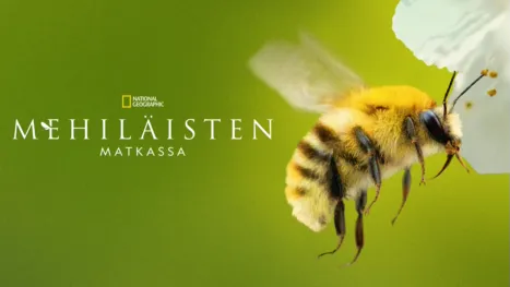thumbnail - Secrets of the Bees