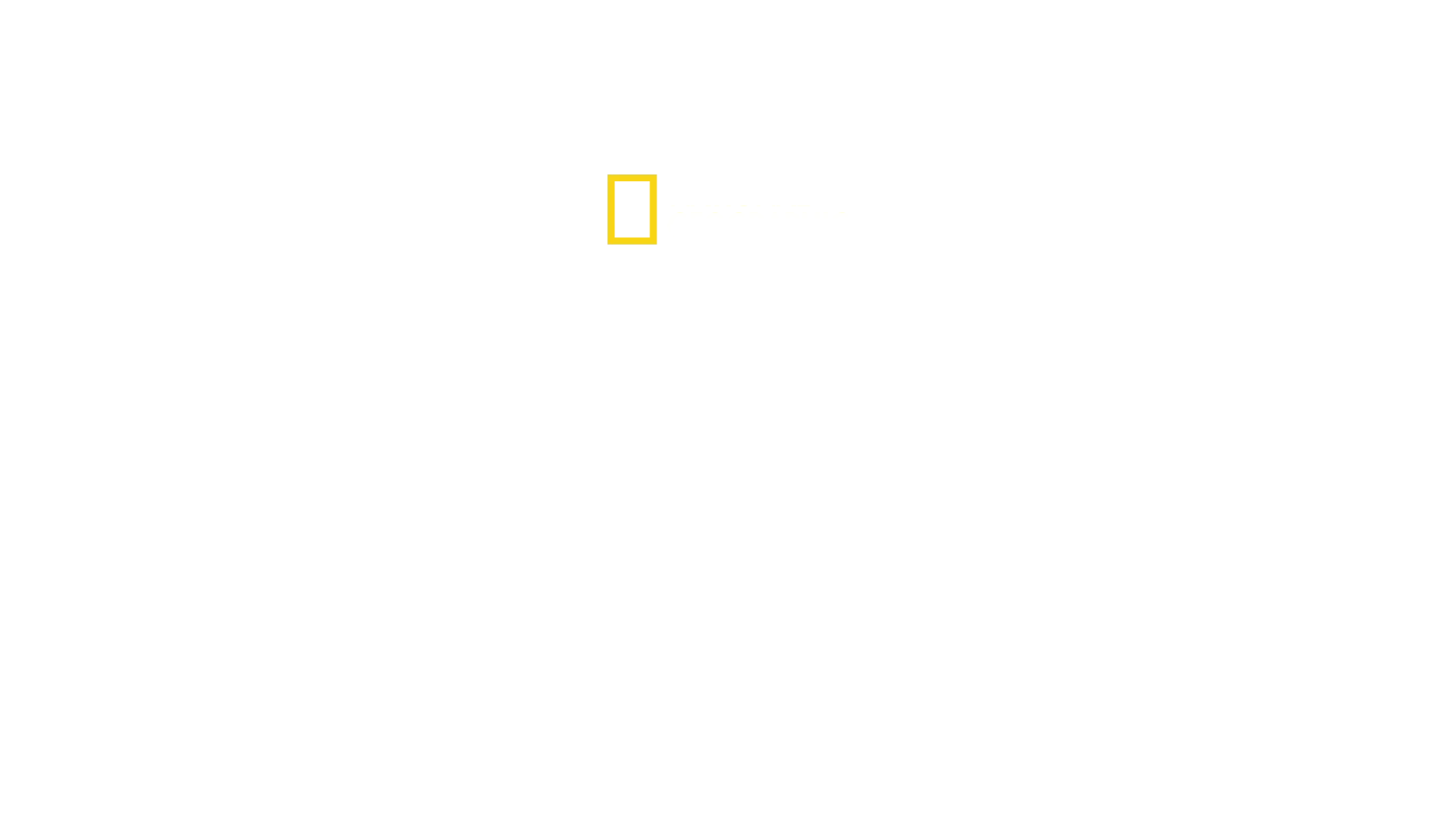 Les Secrets des abeilles
