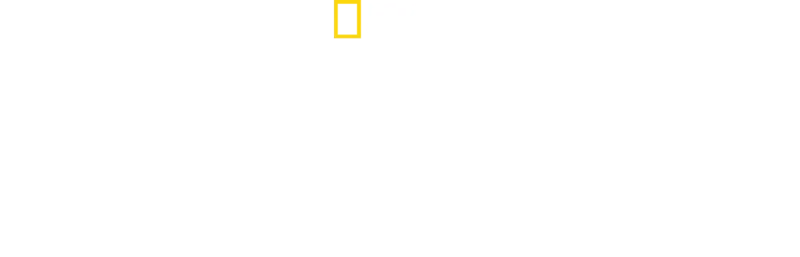 Les Secrets des abeilles