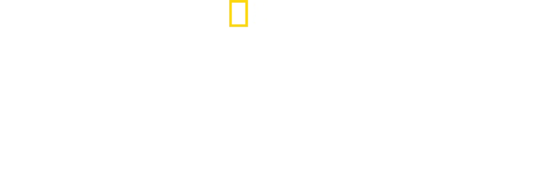 A méhek titkai