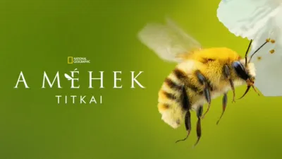 thumbnail - A méhek titkai