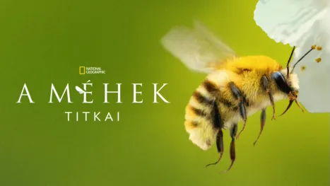 thumbnail - A méhek titkai