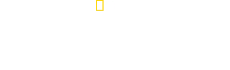 I segreti delle api