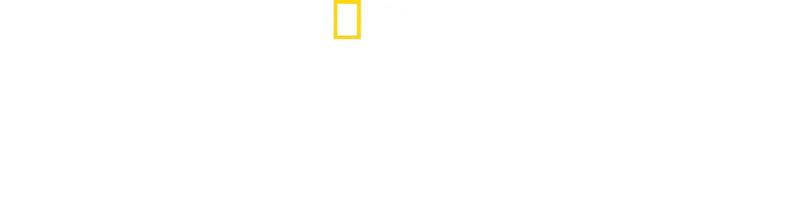 ミツバチのひみつ：自然界の小さなヒーロー