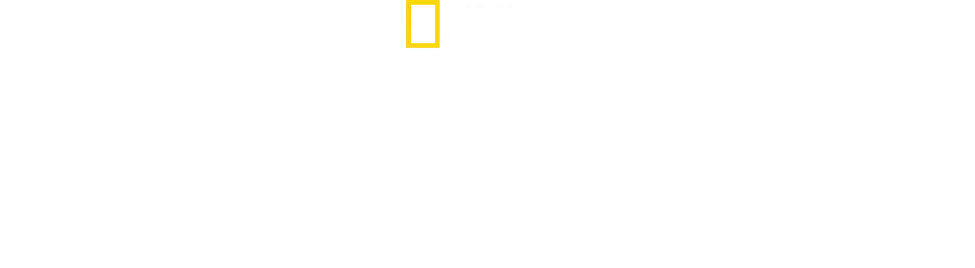 ミツバチのひみつ：自然界の小さなヒーロー