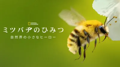 thumbnail - ミツバチのひみつ：自然界の小さなヒーロー