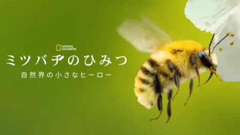 thumbnail - ミツバチのひみつ：自然界の小さなヒーロー