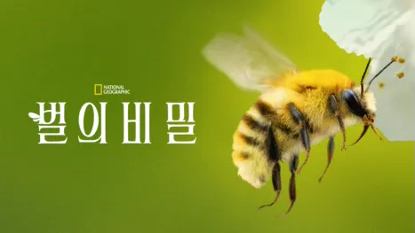 thumbnail - 벌의 비밀