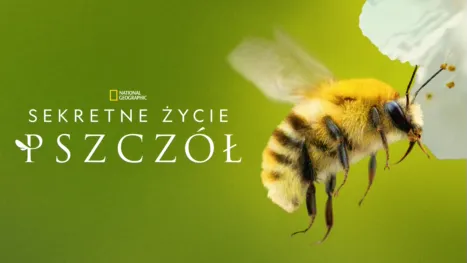 thumbnail - Sekretne życie pszczół