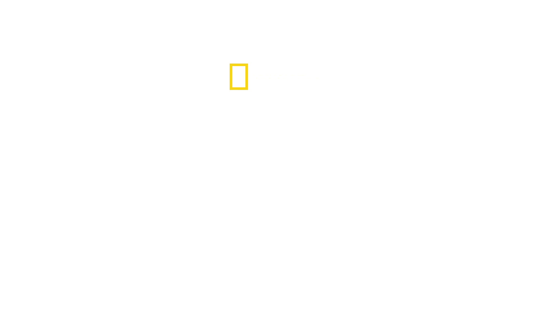 Segredos das Abelhas