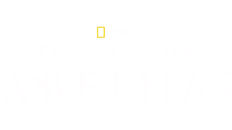 Segredos das Abelhas