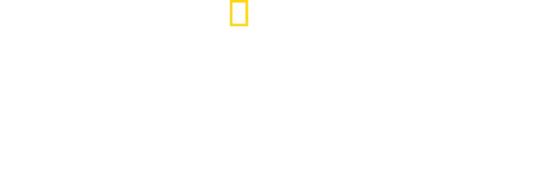 Segredos das Abelhas