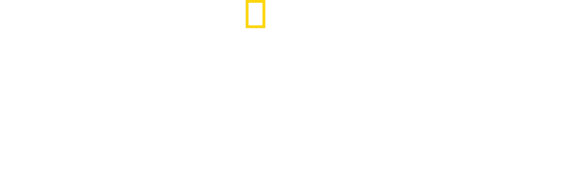 Segredos das Abelhas