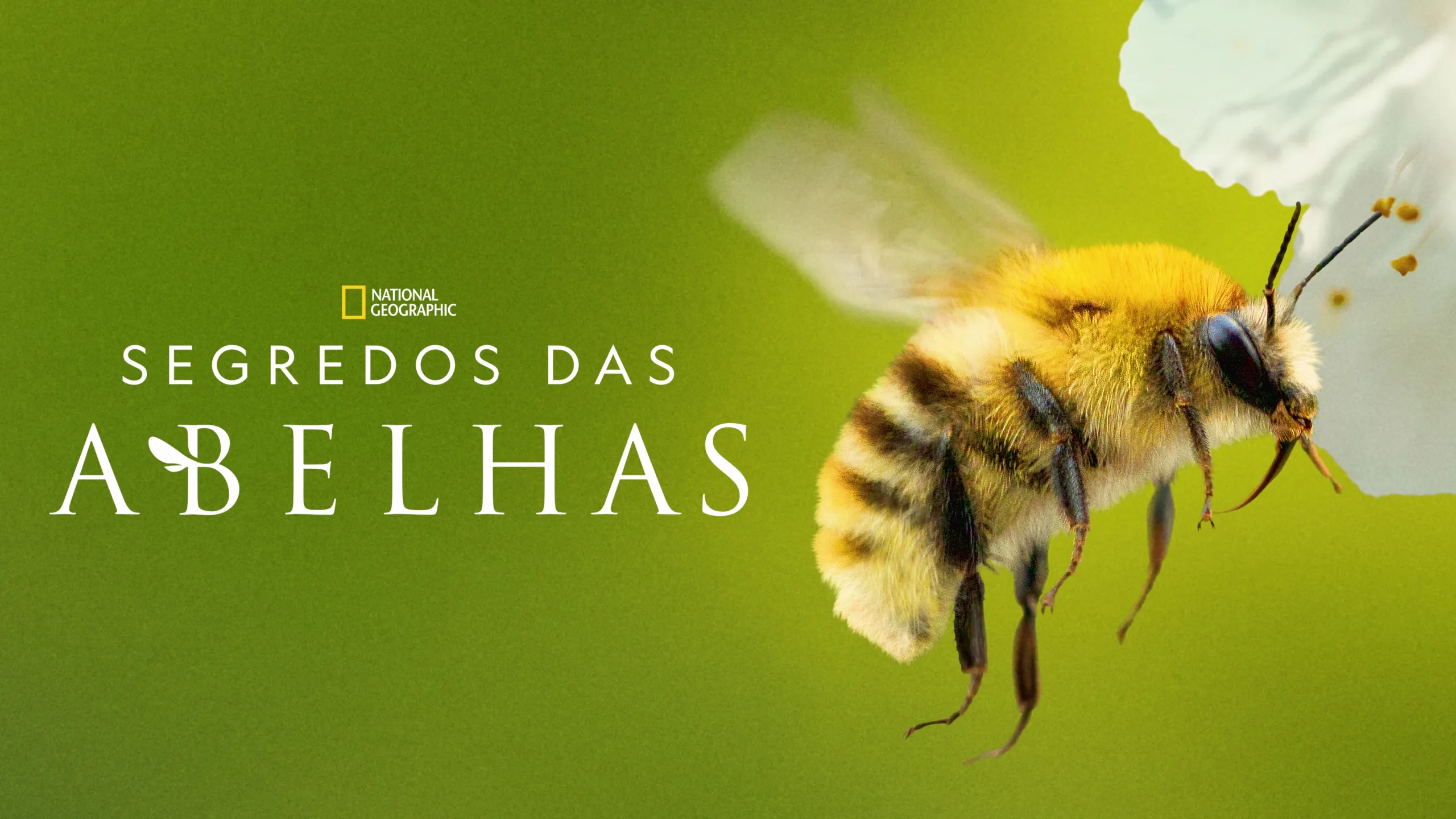 Segredos das Abelhas