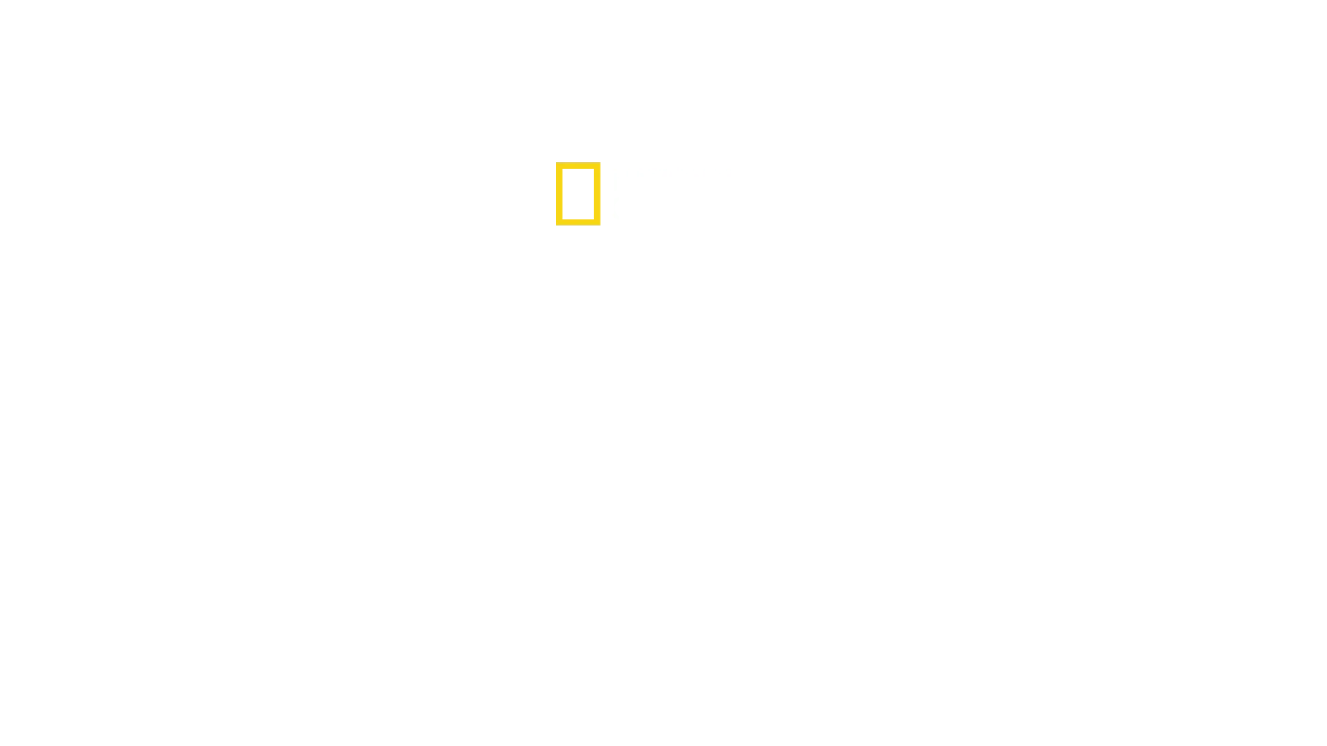 Os Segredos das Abelhas