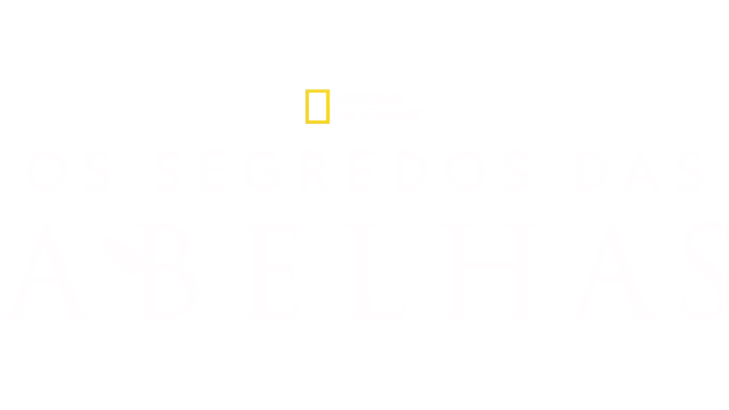 Os Segredos das Abelhas