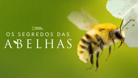 thumbnail - Os Segredos das Abelhas