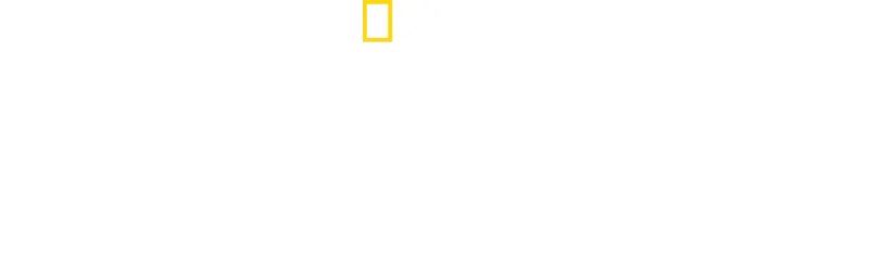 Secretele albinelor
