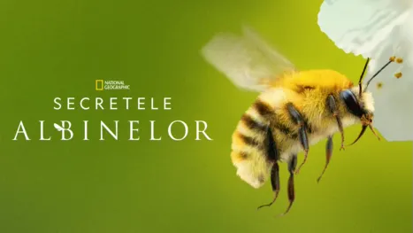 thumbnail - Secretele albinelor