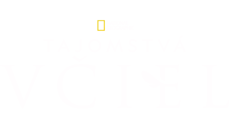 Tajomstvá včiel