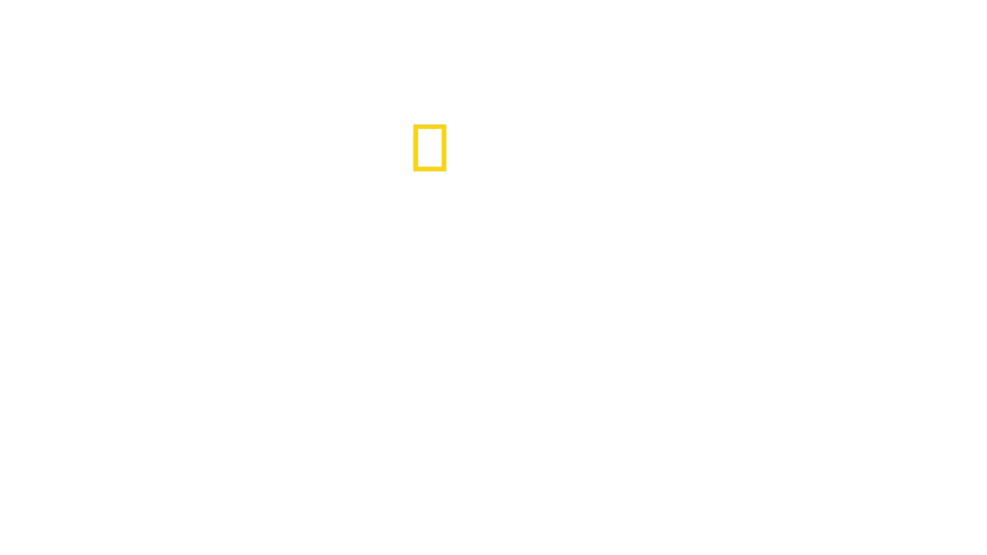 Arıların Gizemli Dünyası