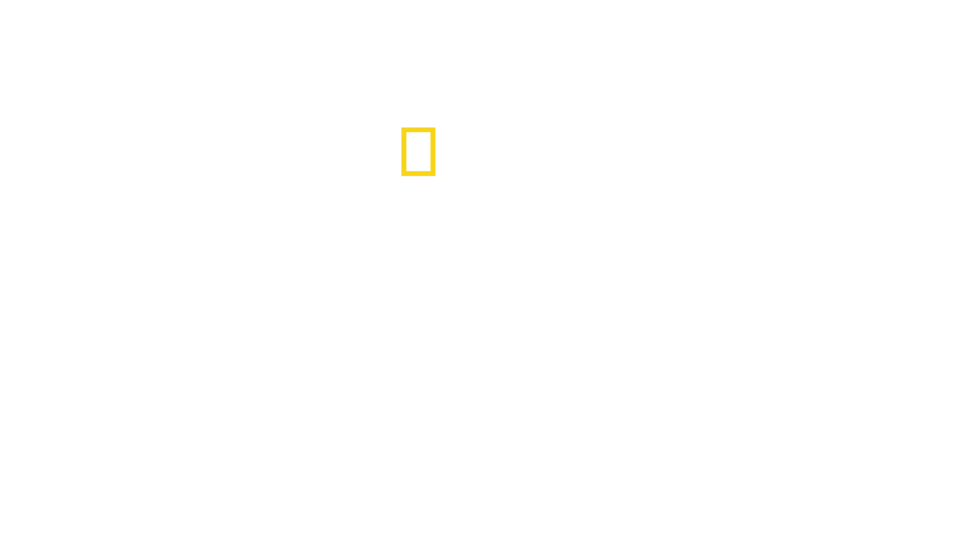 蜜蜂之謎