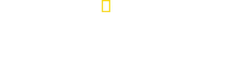蜜蜂之謎