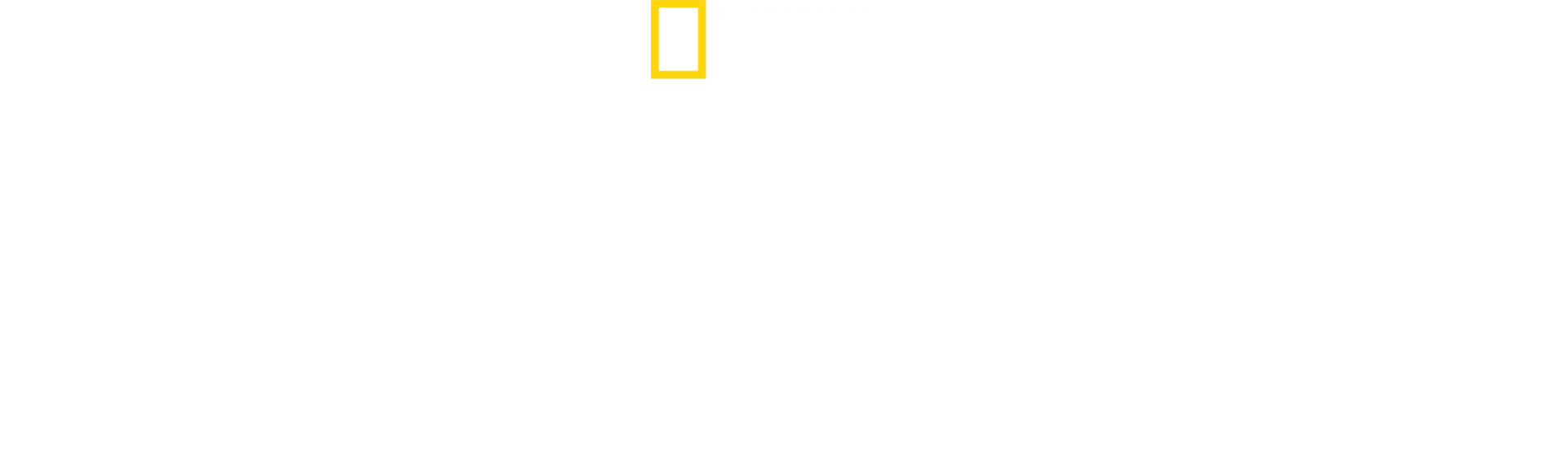 蜜蜂之謎