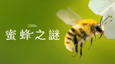 thumbnail - 蜜蜂之謎