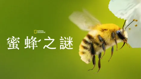 thumbnail - 蜜蜂之謎