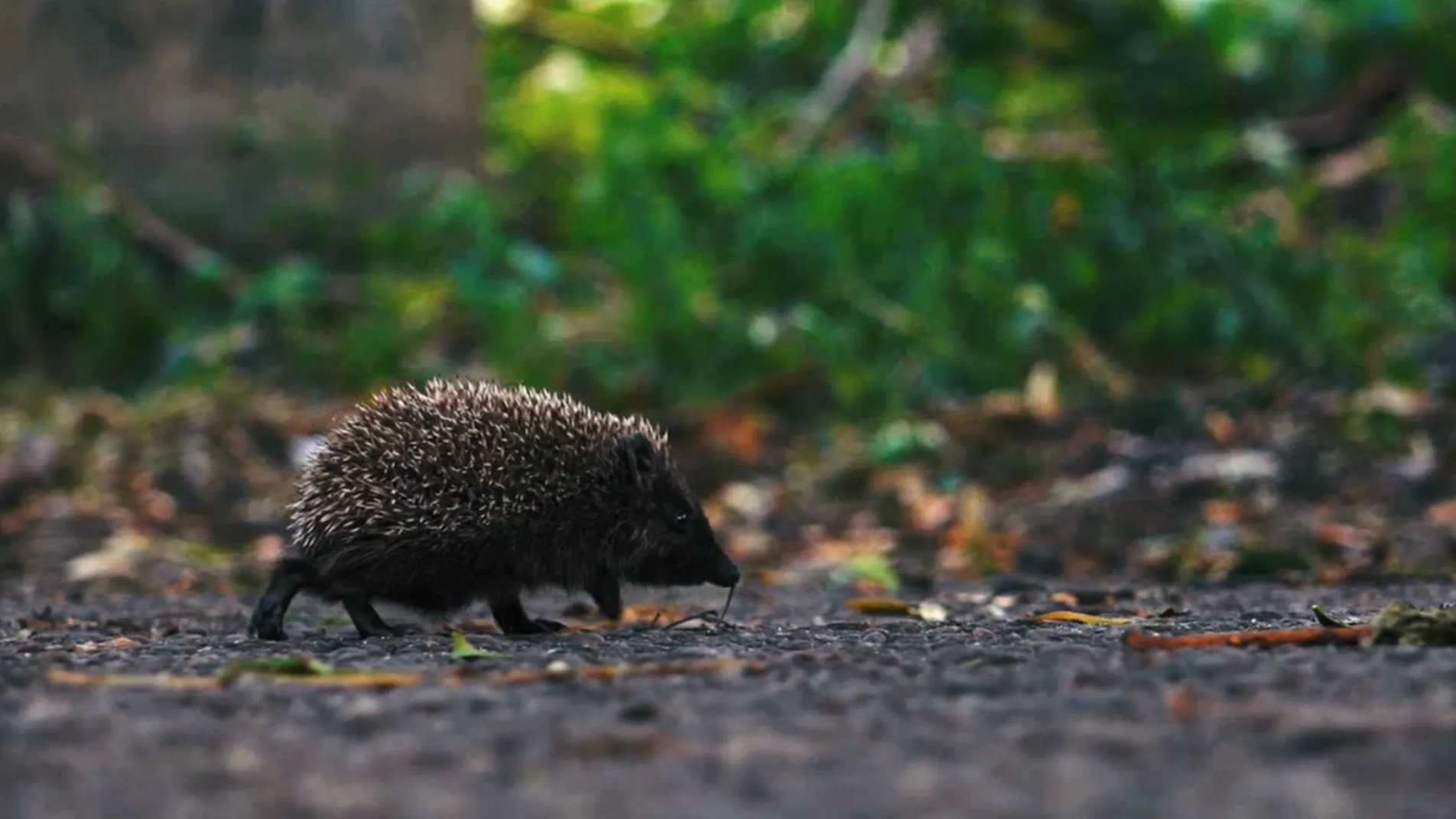 thumbnail - S3:E8 Quirky Critters