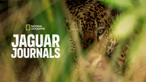 thumbnail - Jaguar Journals