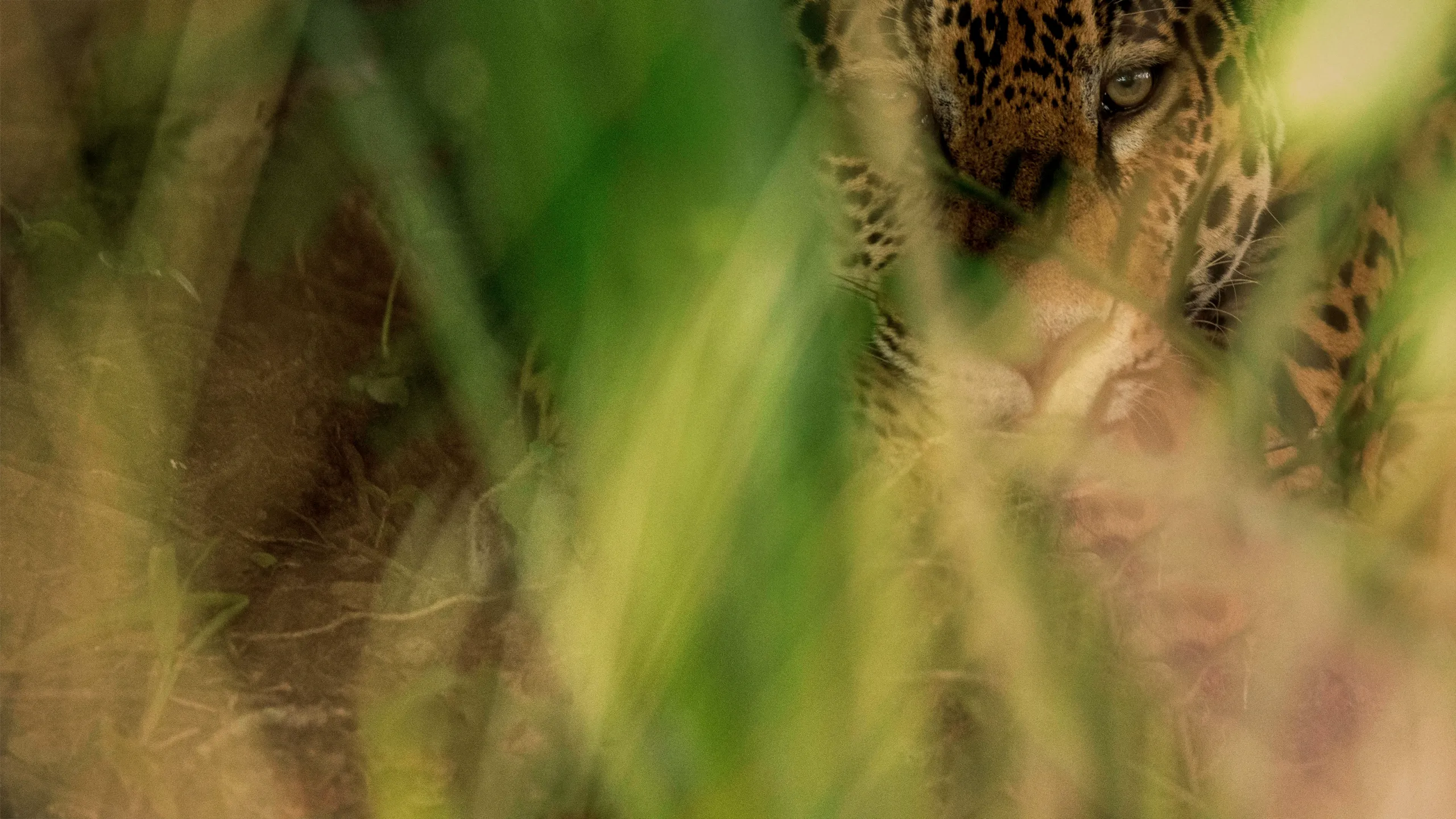 Crónicas del jaguar