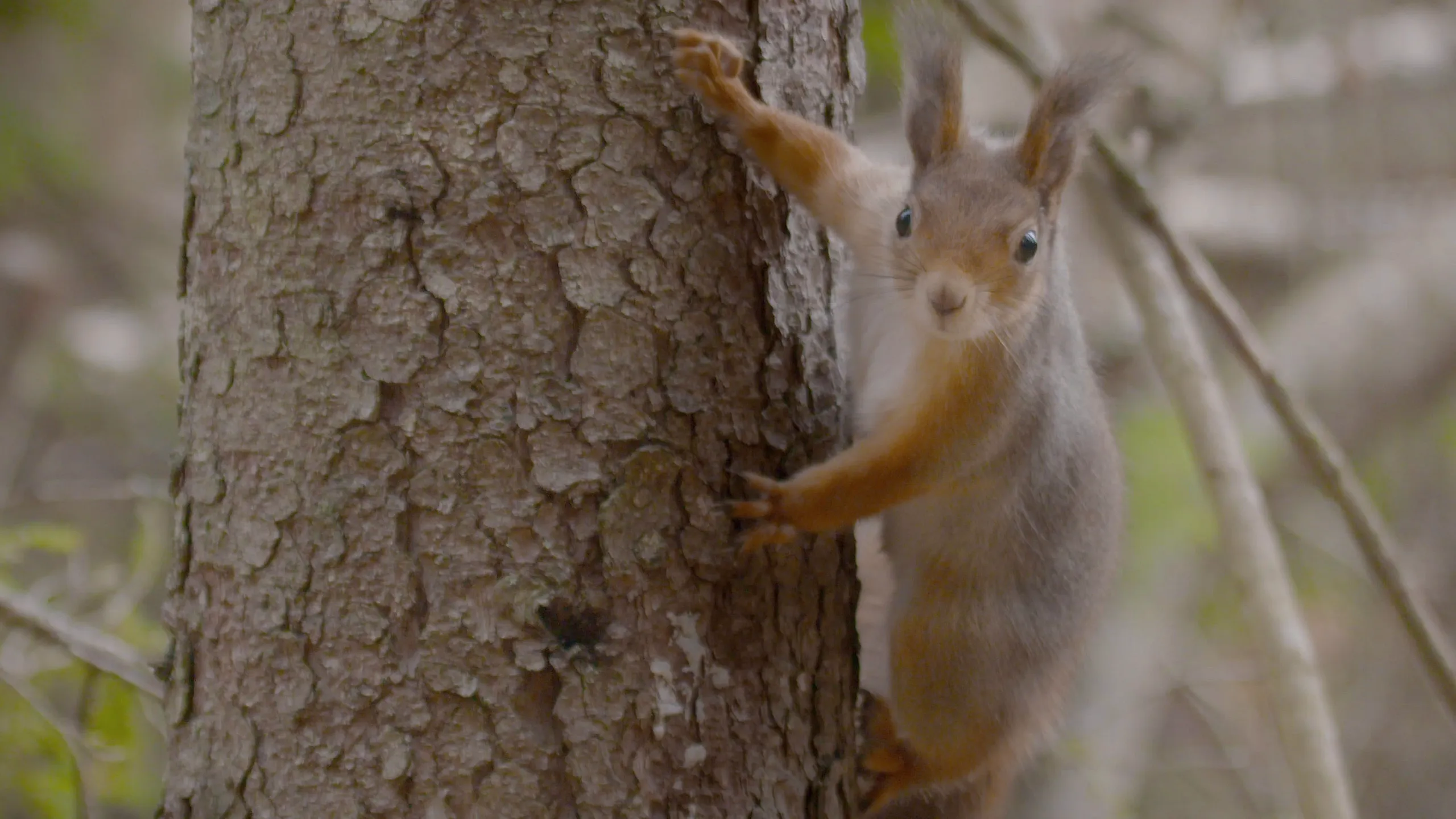 thumbnail - S1:E5 Creatures of the Taiga