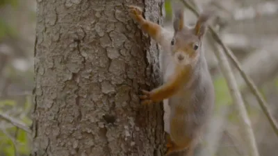 thumbnail - S1:E5 Creatures of the Taiga