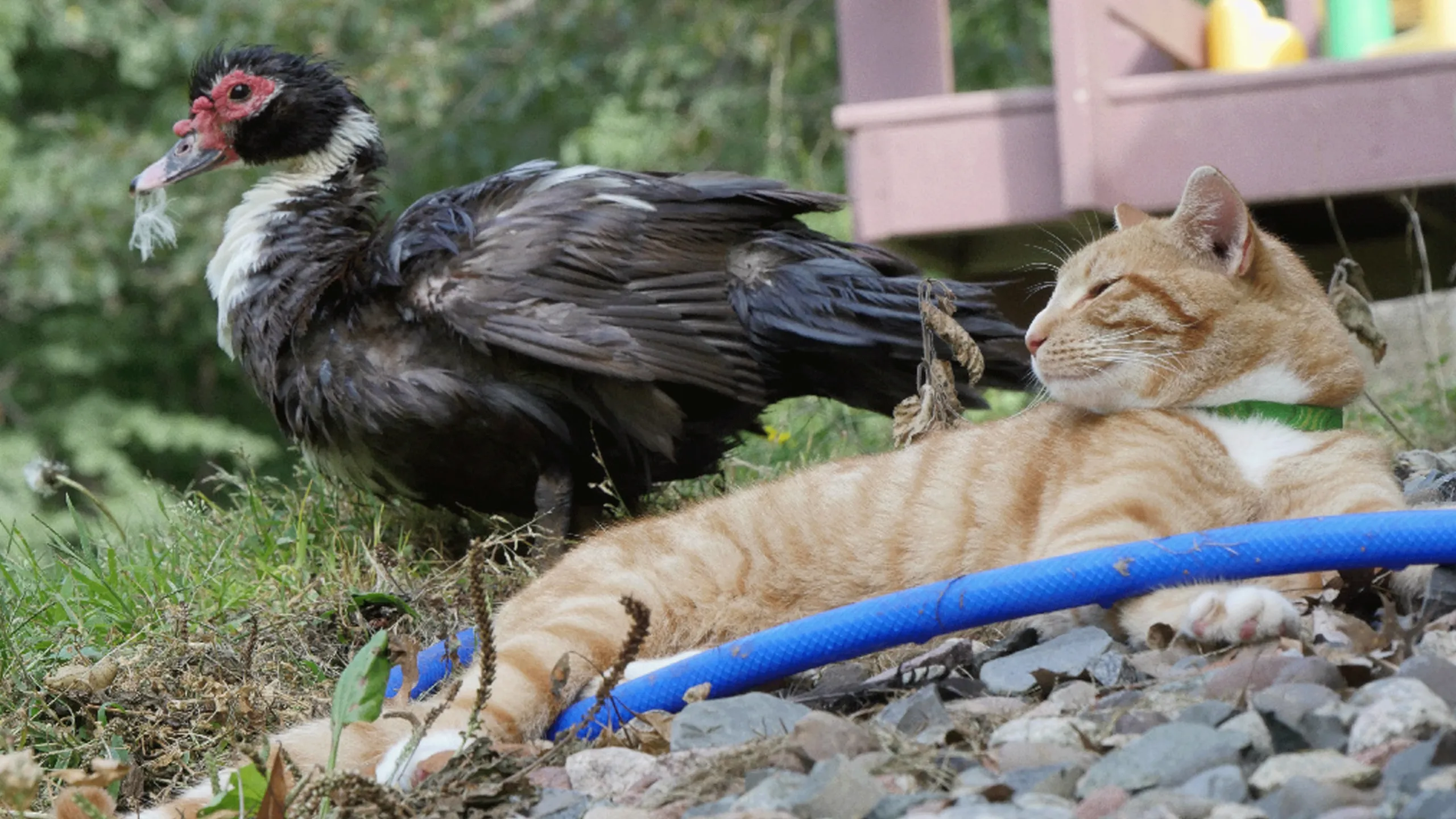 thumbnail - S3:E2 Duck, Duck, Cat!