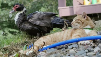 thumbnail - S3:E2 Duck, Duck, Cat!