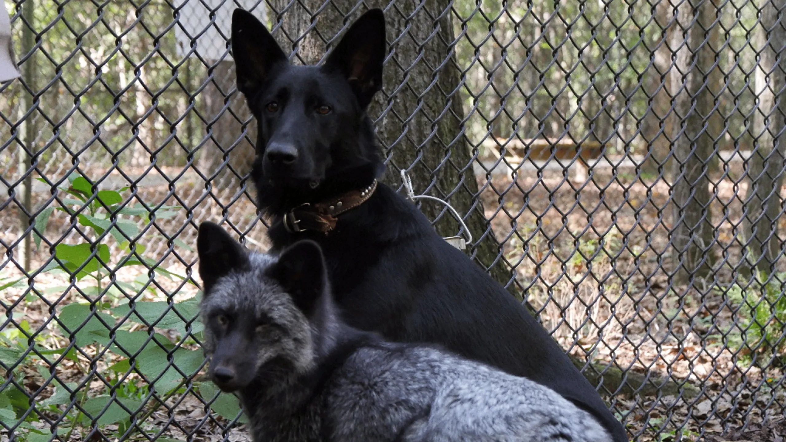 thumbnail - S3:E3 The Fox and the Hound